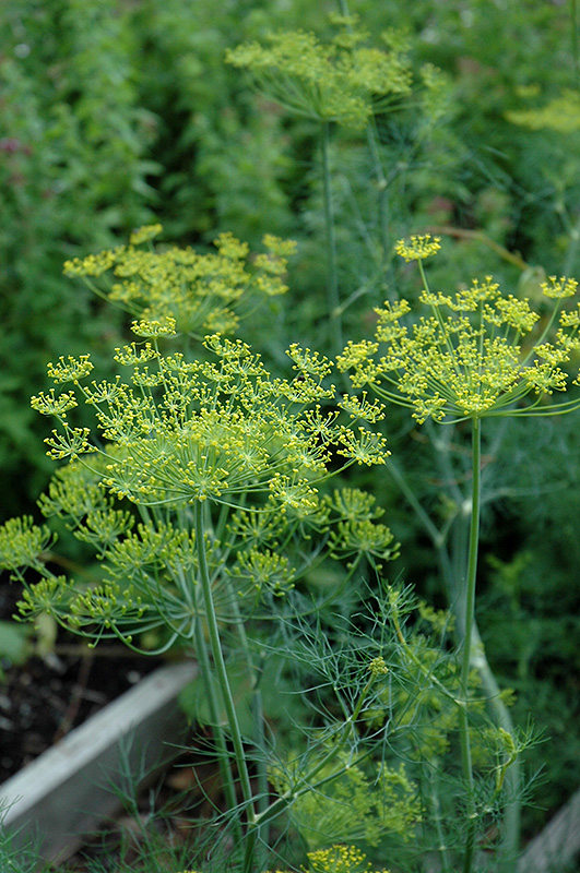 Dill (Anethum graveolens) at Jolly Lane Greenhouse