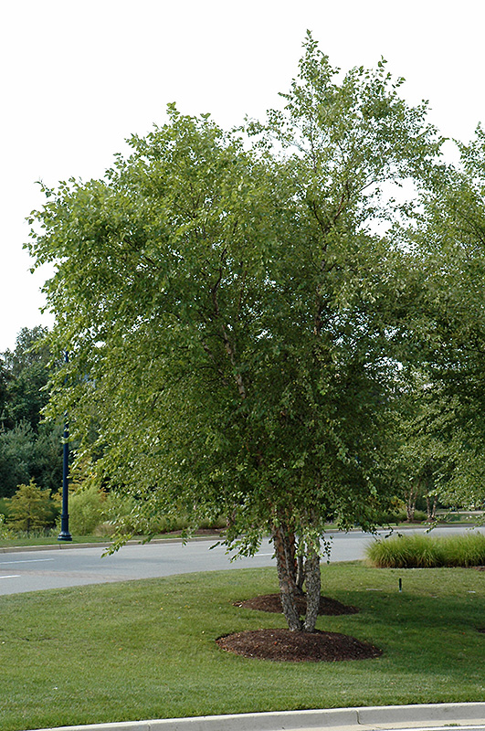 River Birch (clump) (Betula nigra '(clump)') at Jolly Lane Greenhouse