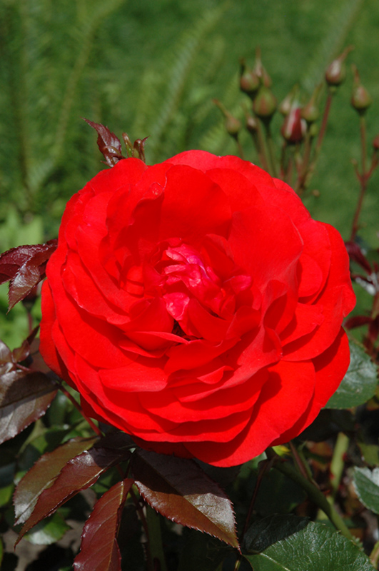 Trumpeter Rose (Rosa 'Mactru') at Jolly Lane Greenhouse