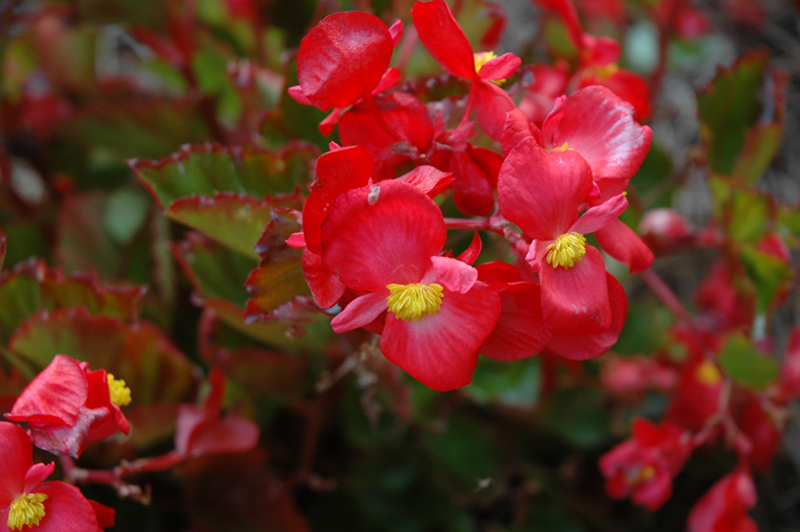 BabyWing Red Begonia (Begonia 'BabyWing Red') at Jolly Lane Greenhouse
