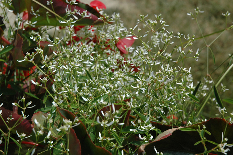 Glitz Euphorbia (Euphorbia graminea 'Glitz') at Jolly Lane Greenhouse
