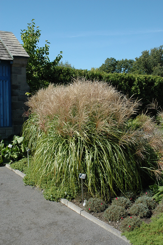 Huron Sunrise Maiden Grass (Miscanthus sinensis 'Huron Sunrise') at Jolly Lane Greenhouse
