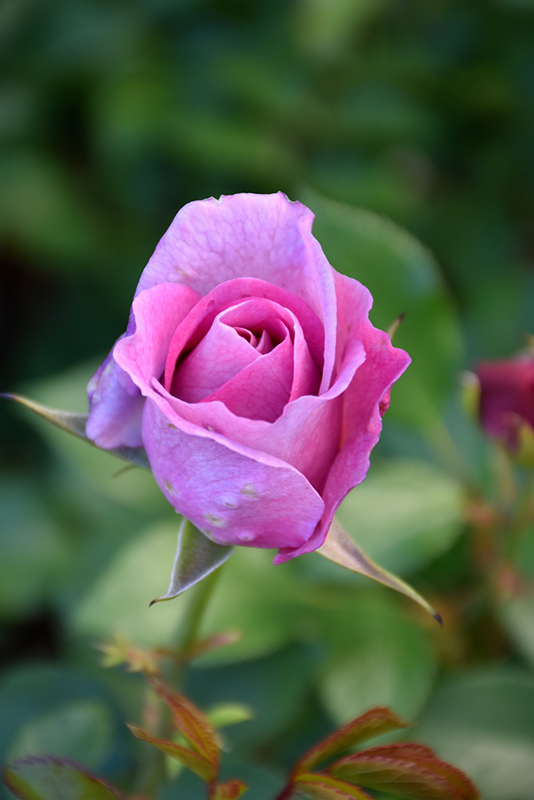 Violet's Pride Rose (Rosa 'WEKwibysicpep') at Jolly Lane Greenhouse