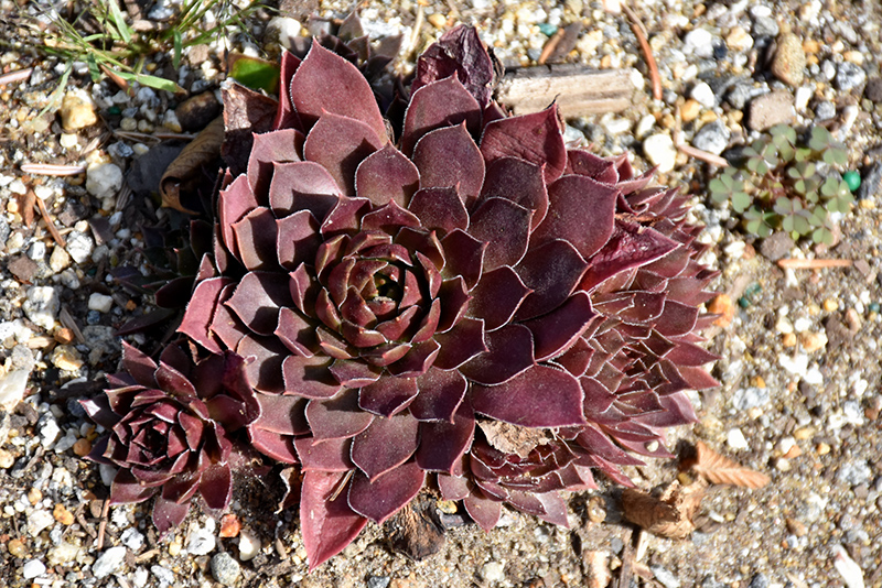 Chick Charms Chocolate Kiss Hens And Chicks (Sempervivum 'Chocolate Kiss') at Jolly Lane Greenhouse