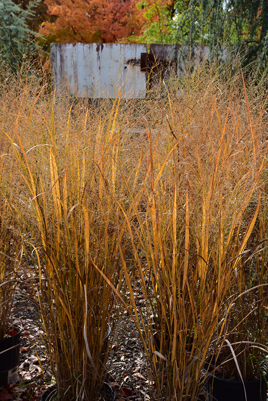 Northwind Switch Grass (Panicum virgatum 'Northwind') at Jolly Lane Greenhouse