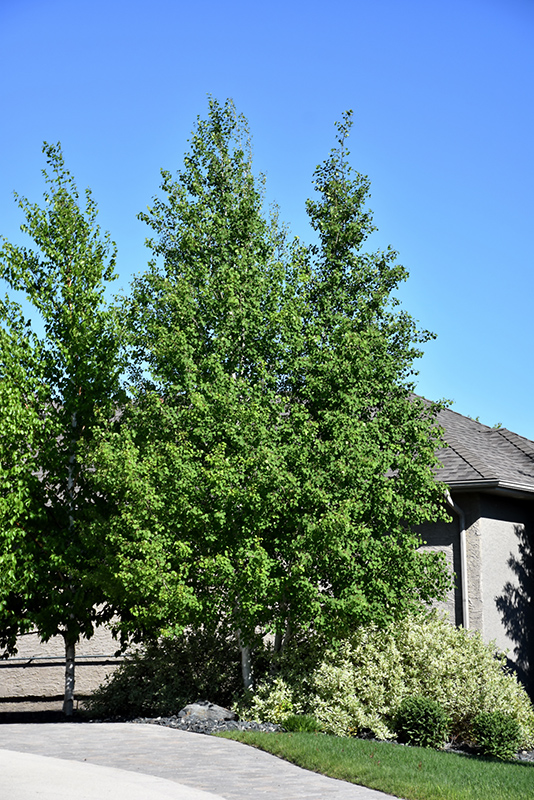 Trembling Aspen (Clump) (Populus tremuloides '(clump)') at Jolly Lane Greenhouse