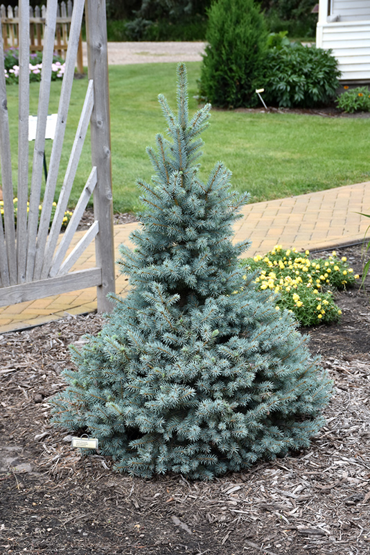 Sester Dwarf Blue Spruce (Picea pungens 'Sester Dwarf') at Jolly Lane Greenhouse