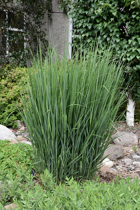 Northwind Switch Grass (Panicum virgatum 'Northwind') at Jolly Lane Greenhouse