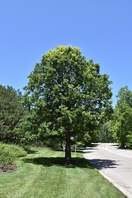 Bur Oak (Quercus macrocarpa) at Jolly Lane Greenhouse
