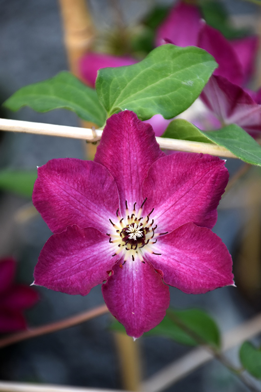 Viva Polonia Clematis (Clematis 'Viva Polonia') at Jolly Lane Greenhouse