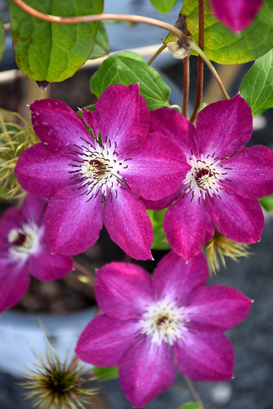 Viva Polonia Clematis (Clematis 'Viva Polonia') at Jolly Lane Greenhouse