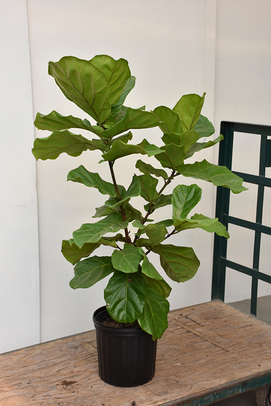 Fiddle Leaf Fig (Ficus lyrata) at Jolly Lane Greenhouse