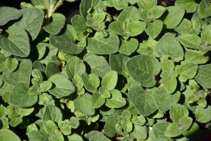 Hot And Spicy Oregano (Origanum 'Hot And Spicy') at Jolly Lane Greenhouse