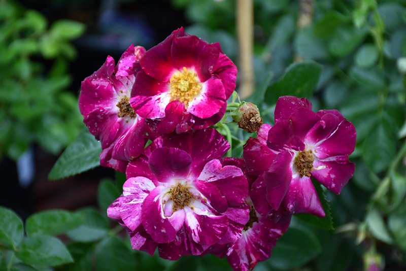 Purple Splash Rose (Rosa 'Purple Splash') at Jolly Lane Greenhouse