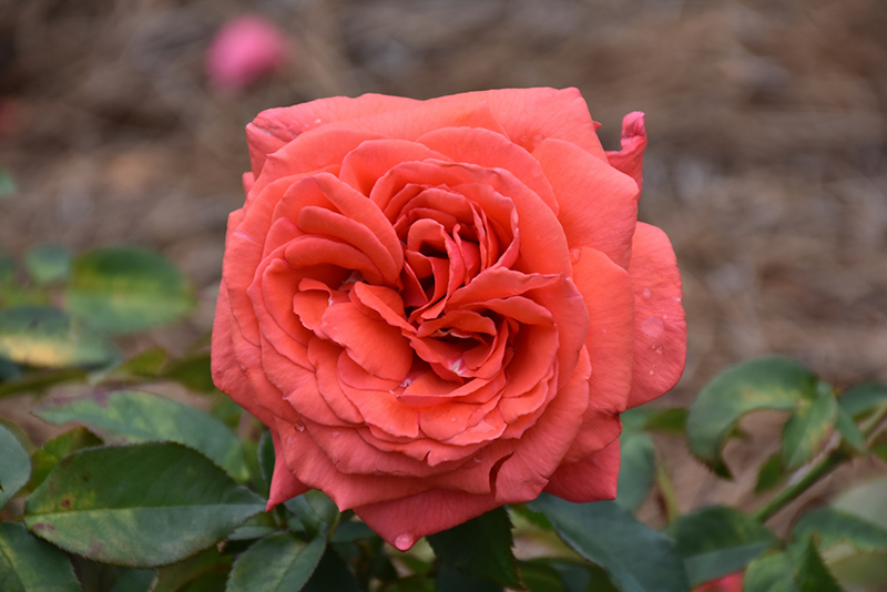 Fragrant Cloud Rose (Rosa 'Fragrant Cloud') at Jolly Lane Greenhouse