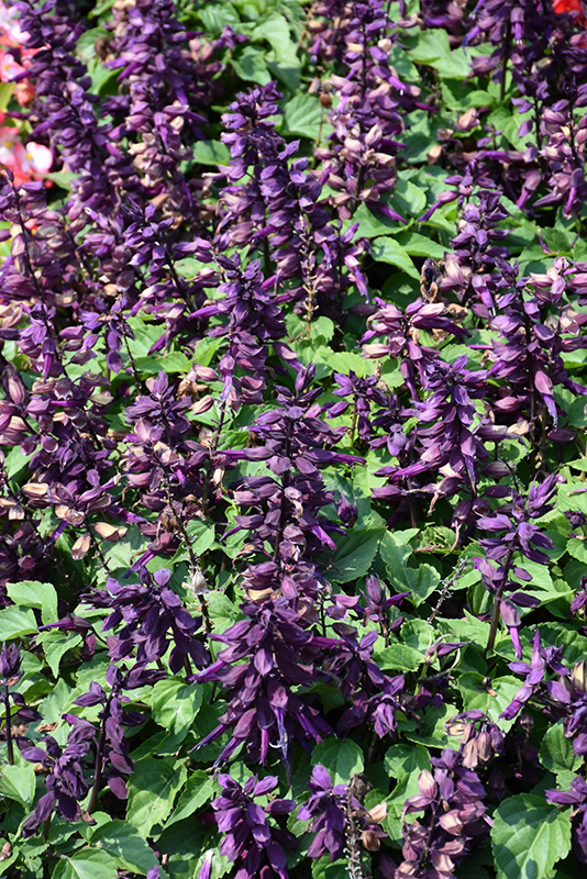 Vista Purple Sage (Salvia splendens 'PAS3292') at Jolly Lane Greenhouse