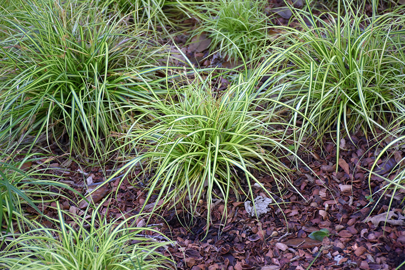 EverColor Everoro Japanese Sedge (Carex oshimensis 'Everoro') at Jolly Lane Greenhouse