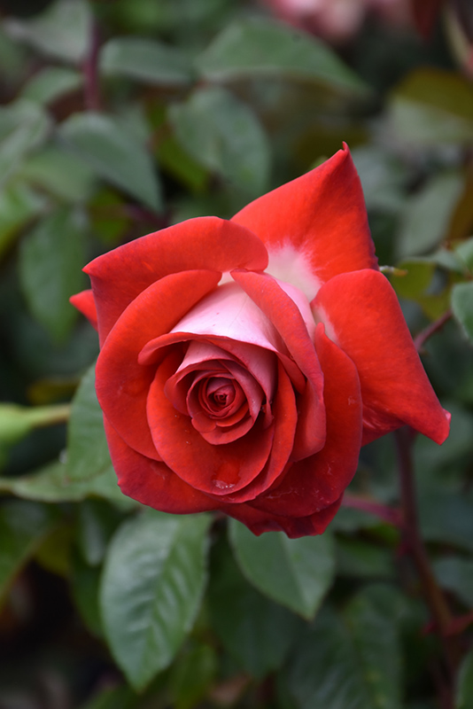 Smokin' Hot Rose (Rosa 'WEKmopaga') at Jolly Lane Greenhouse