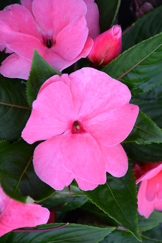 Divine Pink New Guinea Impatiens (Impatiens hawkeri 'Divine Pink') at Jolly Lane Greenhouse