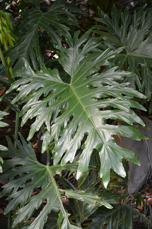 Tree Philodendron (Philodendron selloum) at Jolly Lane Greenhouse