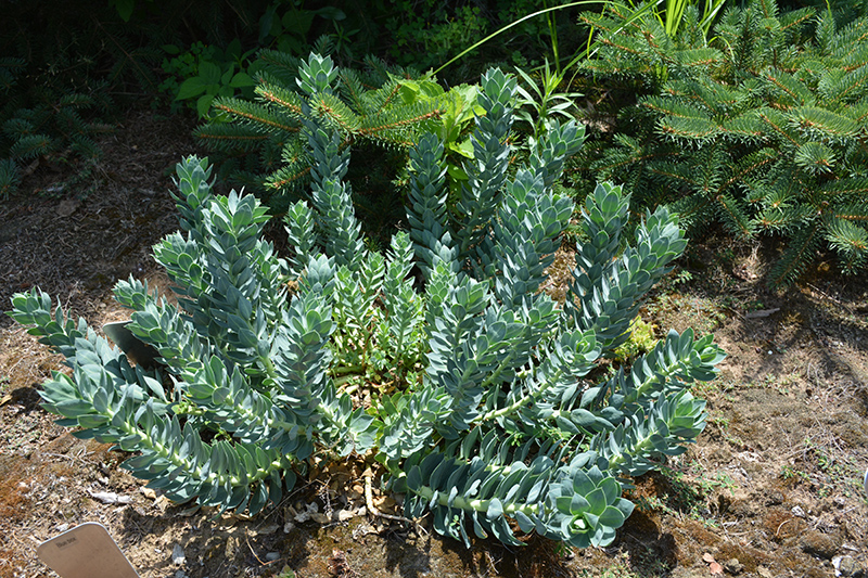 Donkey-Tail Spurge (Euphorbia myrsinites) at Jolly Lane Greenhouse