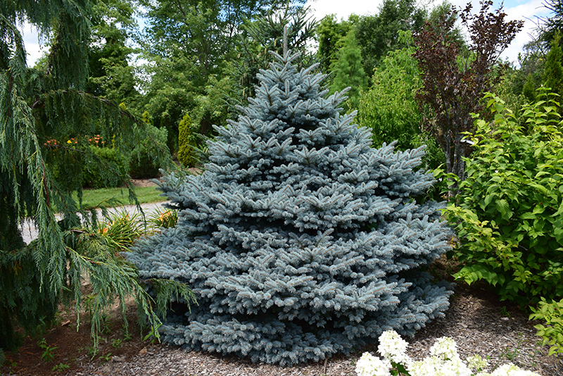 Montgomery Blue Spruce (Picea pungens 'Montgomery') at Jolly Lane Greenhouse