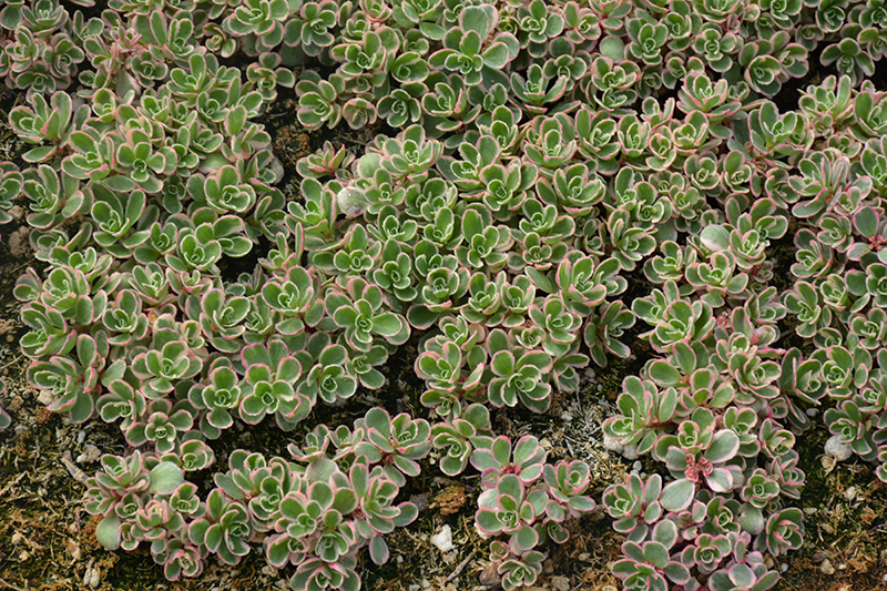 Tricolor Stonecrop (Sedum spurium 'Tricolor') at Jolly Lane Greenhouse