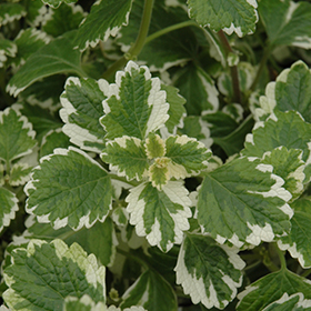 Plant Photo 4