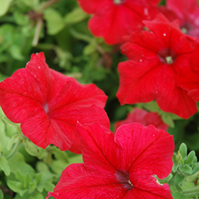 Plant Photo 1