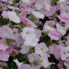 Plant Photo 8
