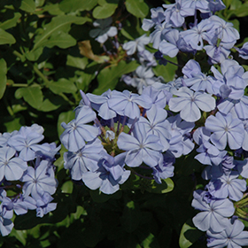 Plant Photo 5
