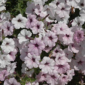 Plant Photo 5