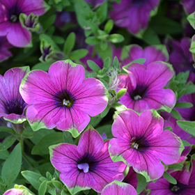 Plant Photo 6