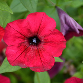 Plant Photo 4