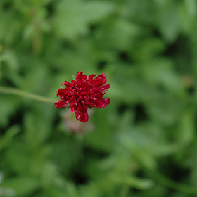 Plant Photo 10