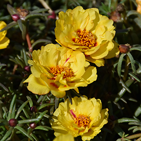 Plant Photo 10