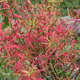 Plant Photo 6