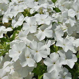 Plant Photo 1