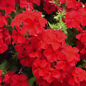Plant Photo 2