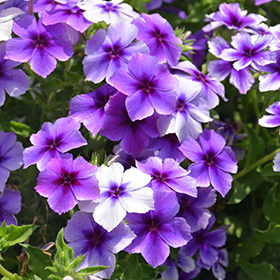Plant Photo 3
