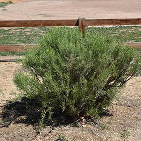 Plant Photo 10
