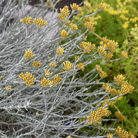 Plant Photo 2