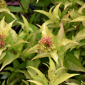 Plant Photo 9