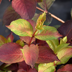 Plant Photo 7