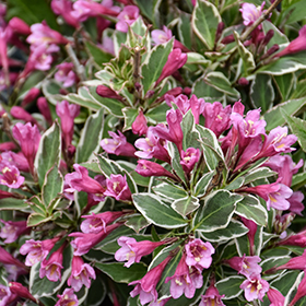 Plant Photo 6