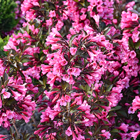 Plant Photo 1