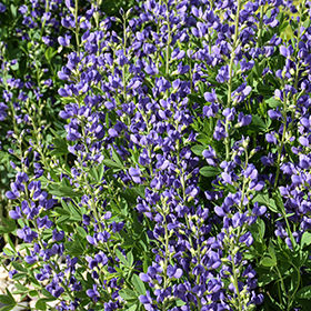 Plant Photo 6