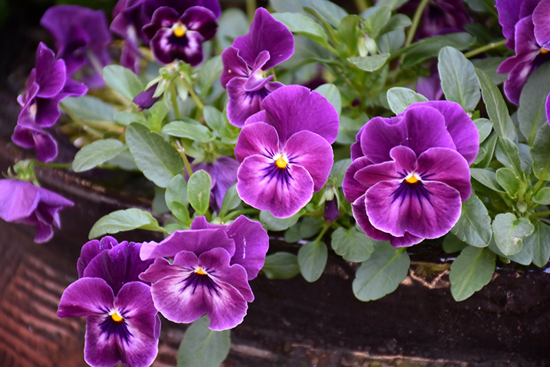 Cool Wave Raspberry Pansy (Viola x wittrockiana 'PAS1196270') in Rapid ...