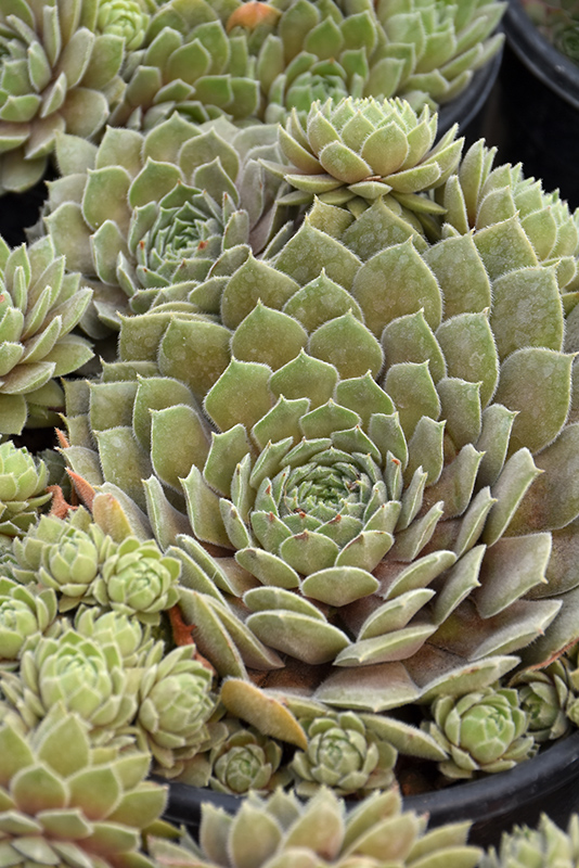 Chick Charms Silver Suede Hens And Chicks (Sempervivum 'Silver Suede ...